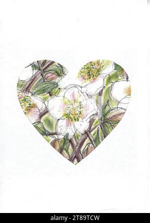 Eine farbige Illustration von Hellebores in Herzform auf weißem Hintergrund. Stockfoto