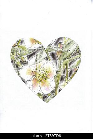 Eine farbige Illustration von Hellebores in Herzform auf weißem Hintergrund. Stockfoto