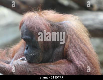 Die Orang-Utans (auch Orang-Utan, Orang-Utang oder Orang-Utang) sind drei Arten von Menschenaffen, die in Indonesien und Malaysia beheimatet sind Stockfoto