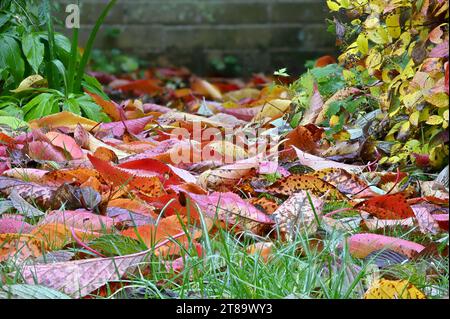 Herbstlaub fällt auf einen Gartenrasen. Kent, Großbritannien. November 2023 Stockfoto