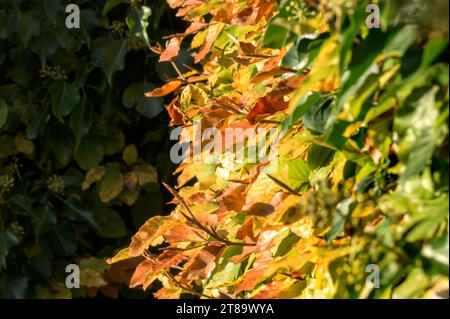 Buchenhecke im Herbst. Kent, Großbritannien. November 2023 Stockfoto