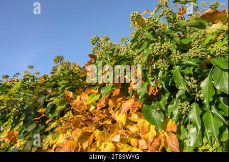 Buchenhecke mit Efeu im Herbst. Kent, Großbritannien. November 2023 Stockfoto