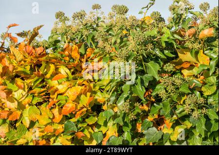 Buchenhecke mit Efeu im Herbst. Kent, Großbritannien. November 2023 Stockfoto