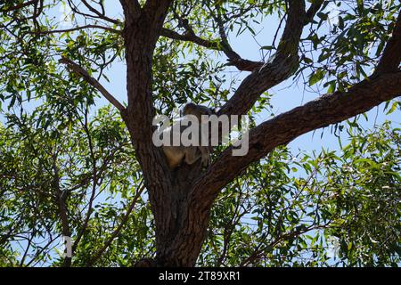 koala (phascolarctos cinereus), ein australisches Beuteltier, das in einem Baum auf der magnetischen Insel queensland, australien, sitzt Stockfoto