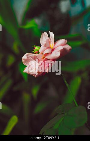 , Eine Portulaca Grandiflora auf Bambus Bank am Frühlingstag Licht, schöne gelbe und rosafarbene Portulaca oleracea Blüten, auch bekannt als gewöhnliches Palisander, Stockfoto