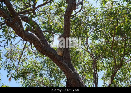 koala (phascolarctos cinereus), ein australisches Beuteltier, das in einem Baum auf der magnetischen Insel queensland, australien, sitzt Stockfoto