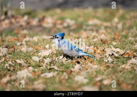 Ein Blue jay, der auf getrockneten Blättern Gras sucht. Stockfoto