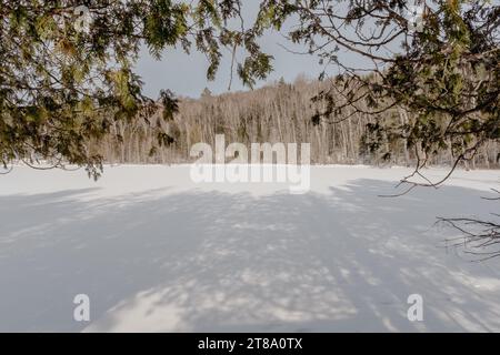 Ein gefrorener See, der durch Zedernzweige an einem sonnigen Wintertag im Mont Tremblant, Quebec, Kanada, aufgenommen wurde Stockfoto