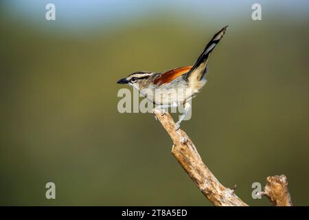 Tchagra mit brauner Krone auf einem Zweig im natürlichen Hintergrund im Kruger-Nationalpark, Südafrika; Specie Tchagra australis Familie von M Stockfoto