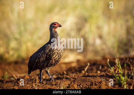 Swainson's Spurfowl Walking isoliert in unscharfem Hintergrund im Kruger-Nationalpark, Südafrika; Specie Pternistis swainsonii Familie der Phasianidae Stockfoto