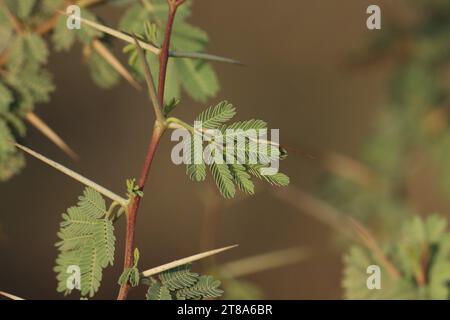 Die Nahaufnahme der Mimosa-Baumäste. Blattabschluss. Stockfoto