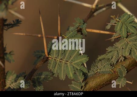 Die Nahaufnahme der Mimosa-Baumäste. Blattabschluss. Stockfoto