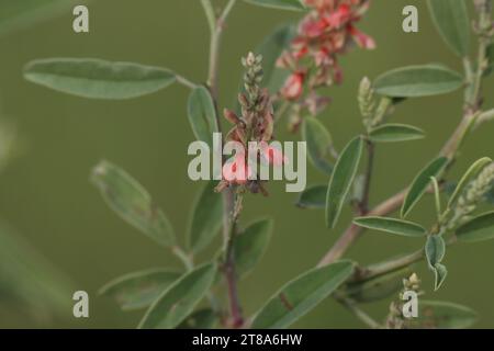 Nahaufnahme von Indigofera oblongifolia, Jhil-Kraut. Schöne Zweige und blühende rosa Blume im Garten, in der Natur, grüner Hintergrund. Stockfoto