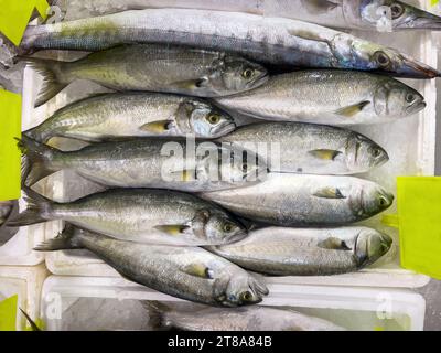 Frisch gefangene Blaufische standen auf dem Fischmarkt an der Theke Stockfoto