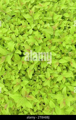 Grüner Hintergrund von Blättern von Berberitze, Thunbergs Berberitze, rote Berberitze. Hintergrund der Draufsicht, Textur Stockfoto