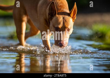 Tan kelpie in einem Bach auf einer Farm Stockfoto