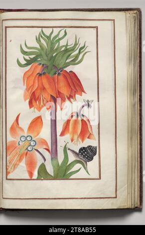 Orange Fritillaria Imperialis (Krone Imperial), Schnecke und Bug, Folio 20 (Recto), aus Florilegium (A Book of Flower Studies), 1608. Frankreich. Aquarell, Tinte, Silber und Gold über gelegentlichen Spuren von Bleistift auf Pergament; Blatt: 31,1 x 20,2 cm (12 1/4 x 7 15/16 Zoll). Stockfoto