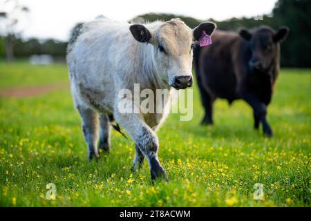 Australische Wagyu-Kühe weiden auf einem Feld auf der Weide. Nahaufnahme einer schwarzen angus-Kuh, die im Frühling Gras in einem Fahrerlager isst Stockfoto