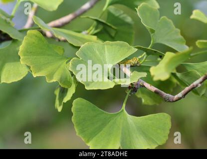 Eine Nahaufnahme der Ginkgo biloba Blätter Stockfoto
