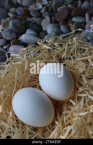 Vertikales Stockfoto von zwei ganzen Eiern in Einem Nest auf Einem Meeresstein Stockfoto