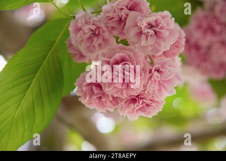 fleurs de cerisiers du Japon: Panesische Kirschblüten Stockfoto