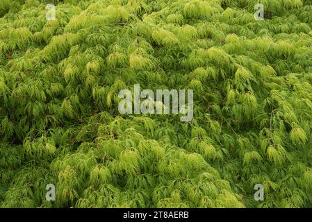 un Acer palmatum Dissectum Erable du Japon lacinié - ein Acer palmatum Dissectum japanisches Ahornlaciniat Stockfoto