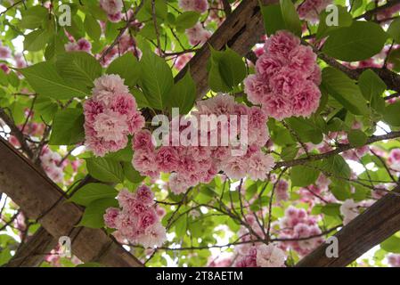 fleurs de cerisiers du Japon: Panesische Kirschblüten Stockfoto