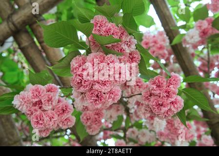 fleurs de cerisiers du Japon: Panesische Kirschblüten Stockfoto