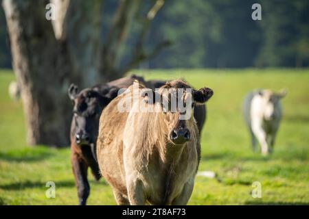 Australische Wagyu-Kühe weiden auf einem Feld auf der Weide. Nahaufnahme einer schwarzen angus-Kuh, die im Frühling Gras in einem Fahrerlager isst Stockfoto