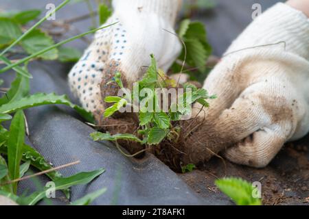 Hände eines Gärtners, der im Garten Erdbeerkeimlinge auf einem mit Vliesstoff bedeckten Beet pflanzt Stockfoto