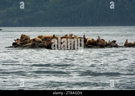 Steller Seelöwen ruhen an einem Felsen vor der Küste der Broughton Strait an der Nordküste von Vancouver Island in Kanada. Stockfoto