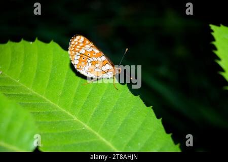 Schmetterling Euphydryas aurinia Red Wave Maiden auf grünem Kastanienblatt horizontal thront Stockfoto