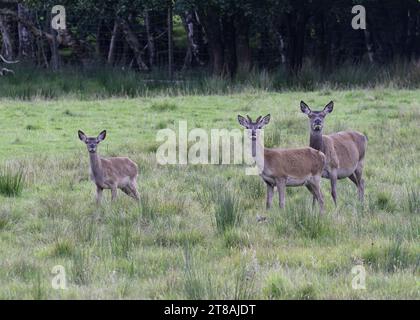 Hirschrot (Cervus elaphus), Mutter und Junge, Loch Teacuis, Morvern, Westküste Schottlands Stockfoto