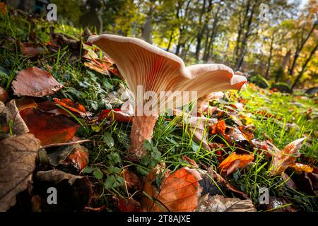 Essbare Trooping Trichterpilz, Clitocybe / Infundibulicybe geotropa, in einer ruhigen Ecke eines Friedhofs, Clitheroe, Lancashire, Großbritannien. Stockfoto