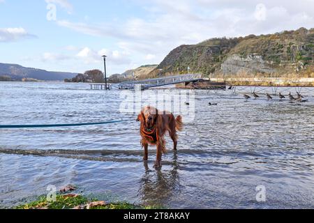 Hochwasser an Rhein und Mosel 19.11.2023, Rheinland-Pfalz, Andernach: Der Rhein hat bei Andernach Landkreis Mayen-Koblenz teilweise sein Bett verlassen. Tiere haben Tiere Spass, wie Hund Teddy an der Uferpromenade. *** Überschwemmungen am Rhein und an der Mosel 19 11 2023, Rheinland-Pfalz, Andernach der Rhein hat sein Bett bei Andernach teilweise verlassen, Mayen Koblenz Bezirkstiere haben Spaß, wie Teddy der Hund an der Uferpromenade Stockfoto