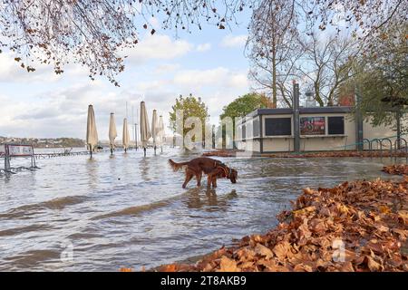 Hochwasser an Rhein und Mosel 19.11.2023, Rheinland-Pfalz, Andernach: Der Rhein hat bei Andernach Landkreis Mayen-Koblenz teilweise sein Bett verlassen. Tiere haben Tiere Spass, wie Hund Teddy an der Uferpromenade. *** Überschwemmungen am Rhein und an der Mosel 19 11 2023, Rheinland-Pfalz, Andernach der Rhein hat sein Bett bei Andernach teilweise verlassen, Mayen Koblenz Bezirkstiere haben Spaß, wie Teddy der Hund an der Uferpromenade Stockfoto