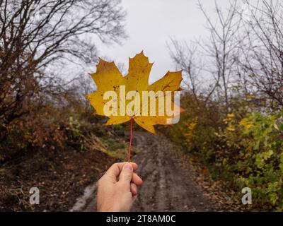 Bayern, Deutschland - 14. November 2023: Eine Hand hält ein gelbes Ahornblatt im Herbst *** eine Hand hält im Herbst ein gelbes Ahornblatt Credit: Imago/Alamy Live News Stockfoto