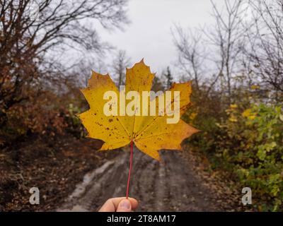 Bayern, Deutschland - 14. November 2023: Eine Hand hält ein gelbes Ahornblatt im Herbst *** eine Hand hält im Herbst ein gelbes Ahornblatt Credit: Imago/Alamy Live News Stockfoto