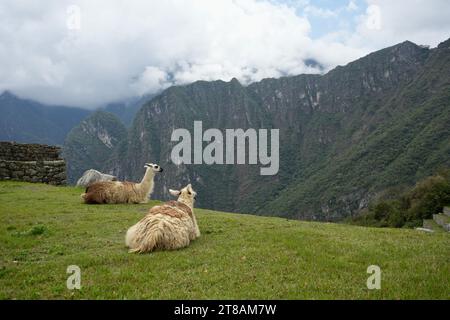 Machu Picchu, Peru, 6. Oktober 2023. Lamas auf dem Gras in Machu Picchu, der alten Inka-Zitadelle. Stockfoto