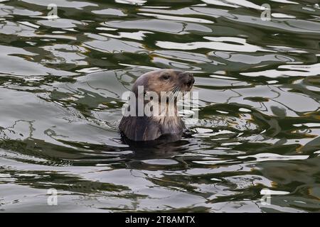 Seeotter (Enhydra lutris) in Morro Bay, Kalifornien. Kopf sichtbar über dem Wasser. Stockfoto