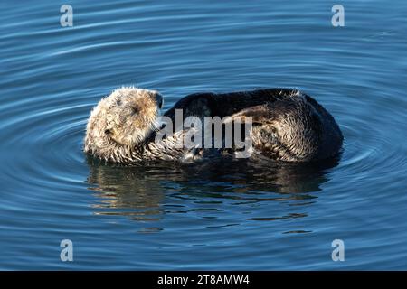 Seeotter (Enhydra lutris) schwimmend auf dem Rücken, in Morro Bay, Kalifornien. Stockfoto