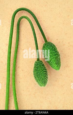 Zwei grüne gebogene, behaarte Stiele und ungeöffnete Blütenknospen von Mohn oder Papaver Rhoeas, die auf antikem Papier liegen Stockfoto