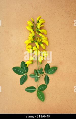 Zweig gelber Blüten und dreifach grüner Blätter des Laburnum- oder Laburnum anagyroides-Baumes, der auf antikem Papier liegt Stockfoto