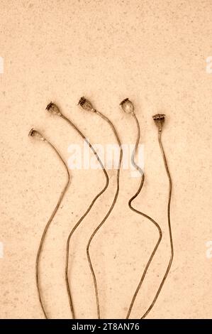 Fünf biegsame Stiele und getrocknete Samenköpfe von Mohn oder Papverrhoeas, die auf antikem Papier liegen Stockfoto