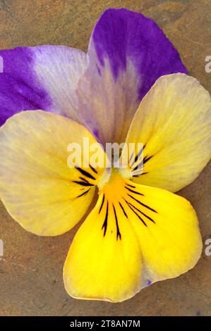 Nahaufnahme von gelbem Mauve und weißer Blume von Stiefmütterchen von Viola Tricolor, die gerade anfängt, auf rostigem Metall zu welken Stockfoto