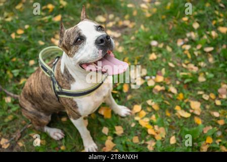 Ein wunderschöner Herbsttag im Park, ein Staffordshire Terrier Hund und sein Besitzer trainieren im Freien. Die Blätter färben sich in Farben und erzeugen ein Pictu Stockfoto