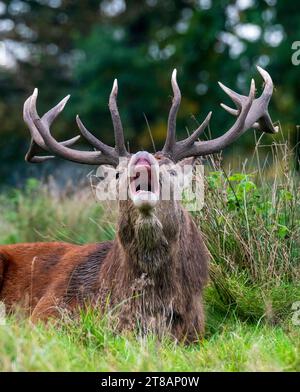 Der Rothirsch brüllt während der jährlichen Furche. Majestätischer Rothirsch (Cervus elaphus). Stockfoto