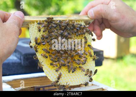 Ein Imker schaut auf einen Nestrahmen aus einem Kern - ein spezieller Bienenstock. Viele Bienen kriechen um den Rahmen herum. Landwirtschaftliches Konzept. Stockfoto