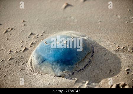 Gestrandete blaue Quallen, Flaggenquallen, tote Quallen, die aus dem Meer im Sand am Strand gespült wurden Stockfoto