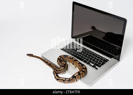 Python-Schlange und Laptop. Konzept der Verwendung von High-Level-Programmiersprache für Software-Engineering. Stockfoto